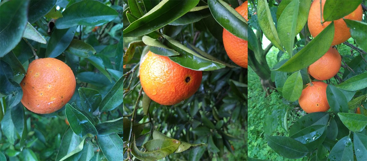 Sintomi da Alternaria